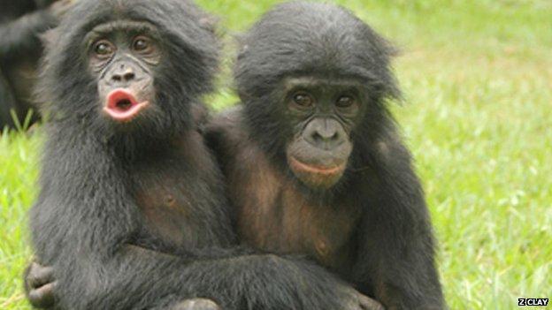Grădina zoologică din Paris a recuperat maimuţele scăpate şi se va redeschide sâmbătă 