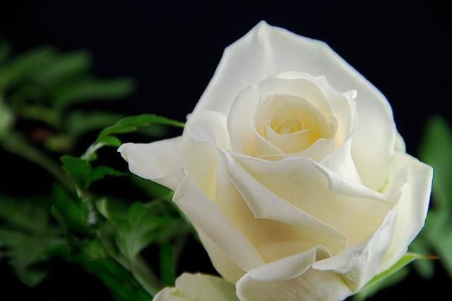 GRAMMY 2018: Trandafirii albi, simbol al luptei împotriva abuzurilor sexuale