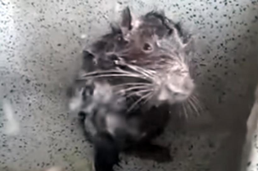 VIDEO - Un șobolan care se spală ca un om a ajuns să facă vâlvă pe internet