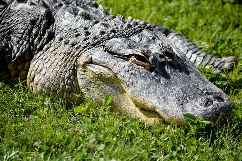 Crocodili şi pitoni vânduţi prin intermediul reţelelor de socializare