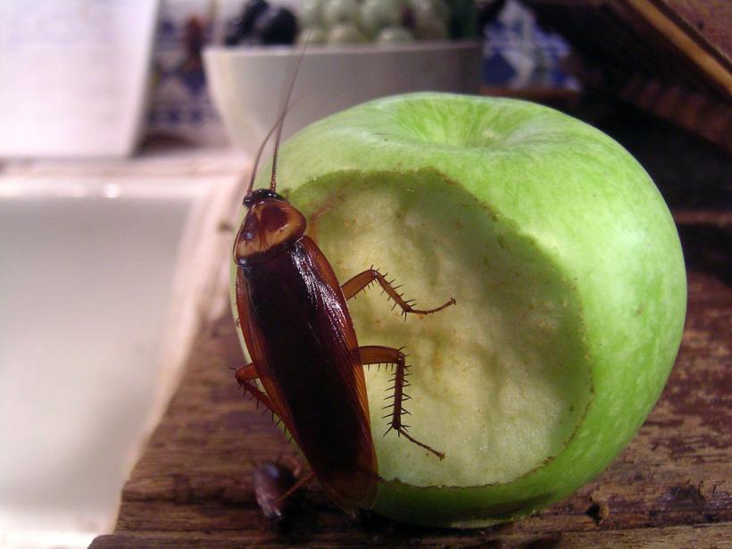 Cum să scapi de gândacii de bucătărie fără soluții toxice