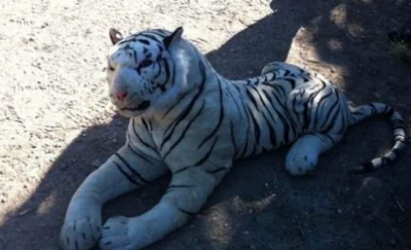 Şocant! Un tigru de pluş a pus pe jar mai multe echipaje de poliţie într-o regiune a Scoţiei
