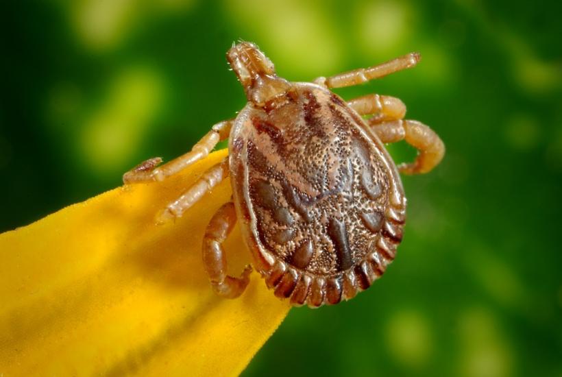 Un virus înrudit cu febra galbenă, friguri tropicale și Zika, la un pas de a provoca pandemie
