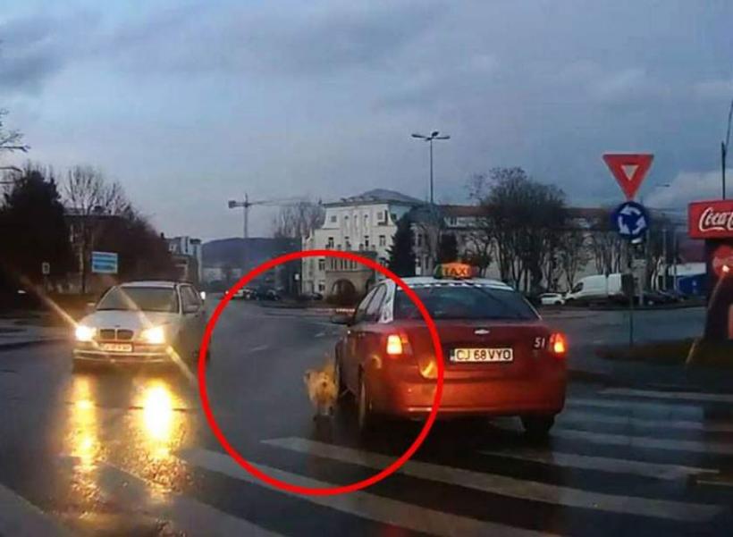 Caz halucinant la Cluj! Un câine a fost legat de un taxi şi plimbat pe bulevardul oraşului pentru că era prea murdar să urce în maşină 