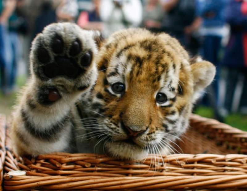 Incredibil! Poliţia din Mexic a descoperit un pui de tigru expediat prin poştă