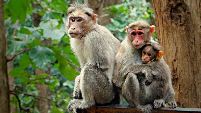 Sute de maimuţe au fost masacrate în ultimele săptămâni în Brazilia