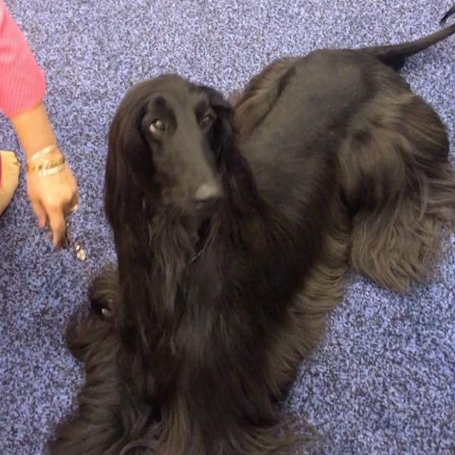 Cel mai important și vechi show canin din lume a început la New York 18604902