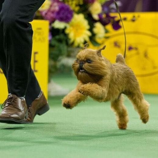 Cel mai important și vechi show canin din lume a început la New York 18604905