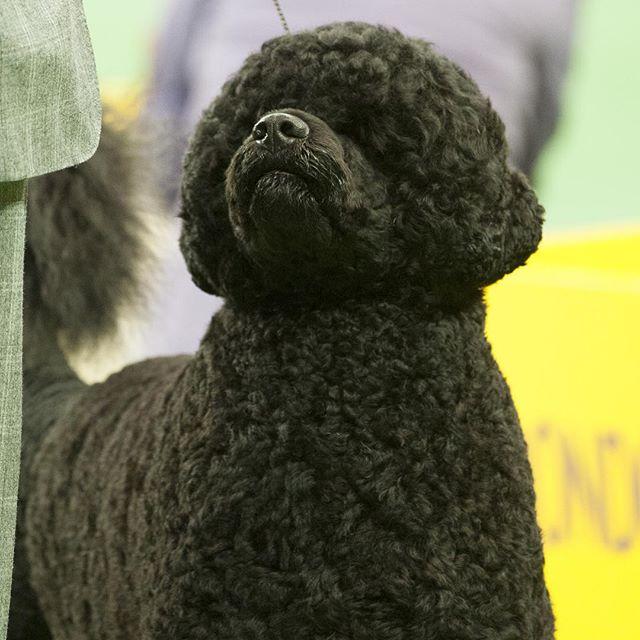 Cel mai important și vechi show canin din lume a început la New York 18604908