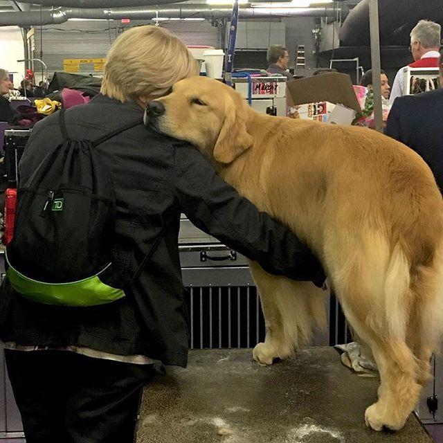 Cel mai important și vechi show canin din lume a început la New York 18604911