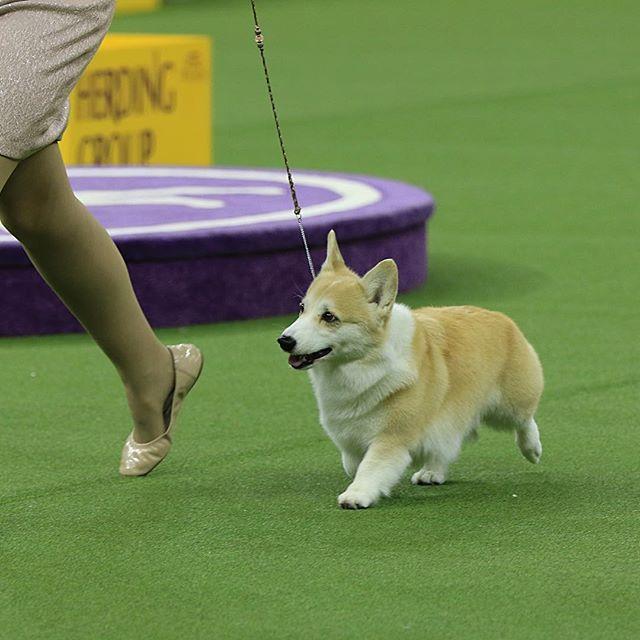 Cel mai important și vechi show canin din lume a început la New York 18604912