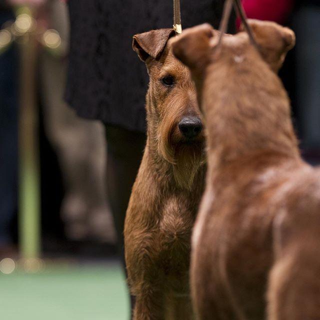 Cel mai important și vechi show canin din lume a început la New York 18604914