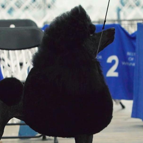 Cel mai important și vechi show canin din lume a început la New York 18604916