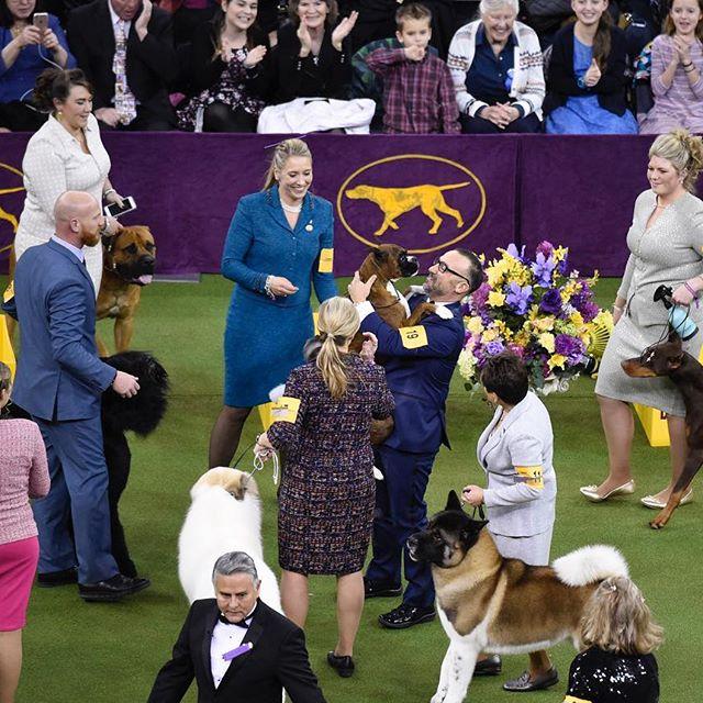 Cel mai important și vechi show canin din lume a început la New York 18604922