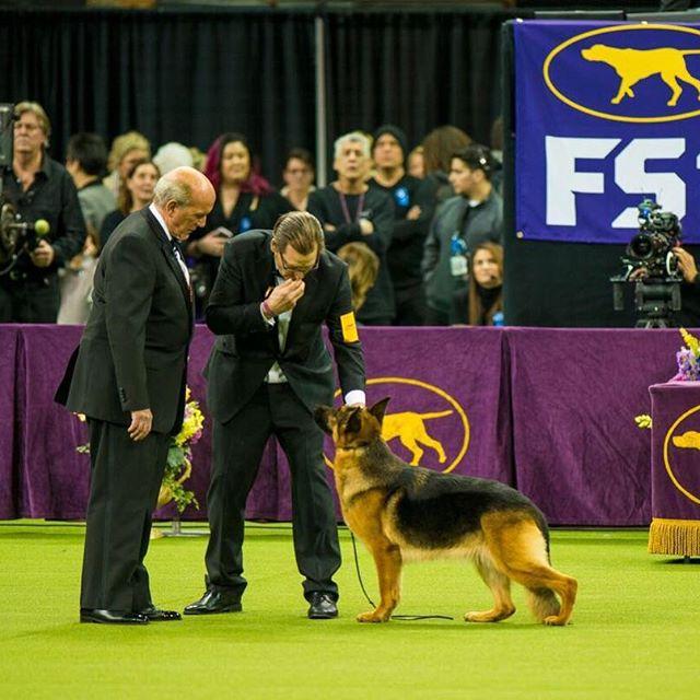 Cel mai important și vechi show canin din lume a început la New York 18604923