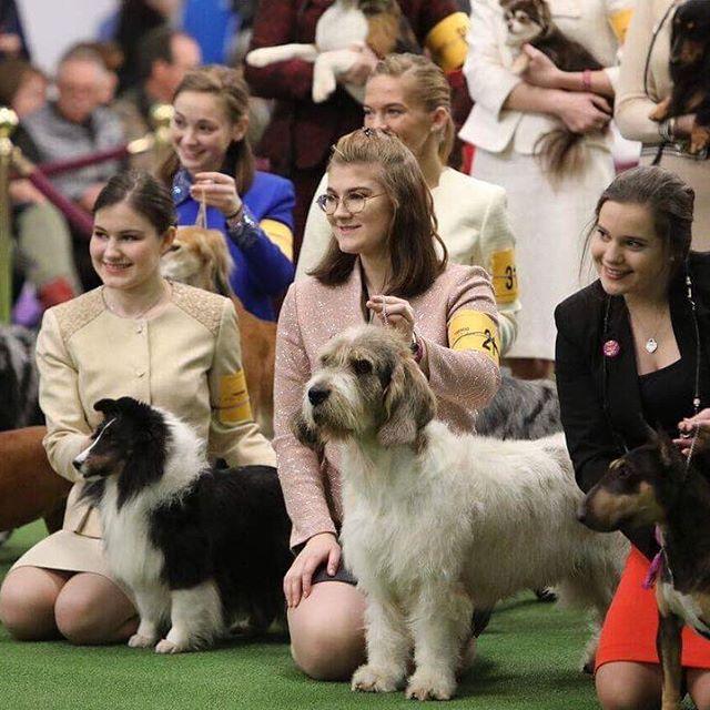 Cel mai important și vechi show canin din lume a început la New York 18604924