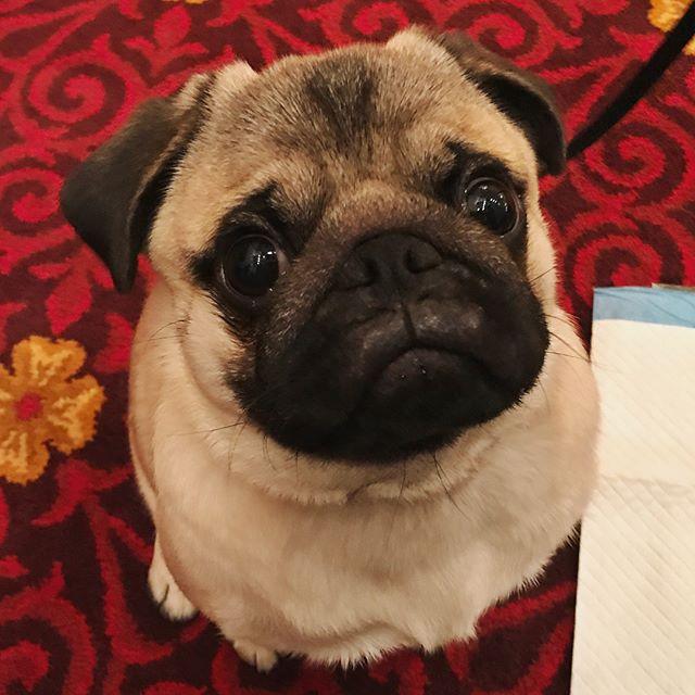 Cel mai important și vechi show canin din lume a început la New York 18604925