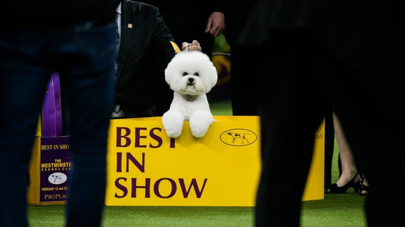 Westminster Dog Show câștigat de un câine din rasa bichon frisé