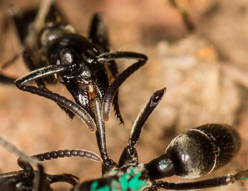  Furnicile rănite în luptă sunt ajutate de ''medicii'' coloniei care aplică un ''pansament'' unic în regnul animal