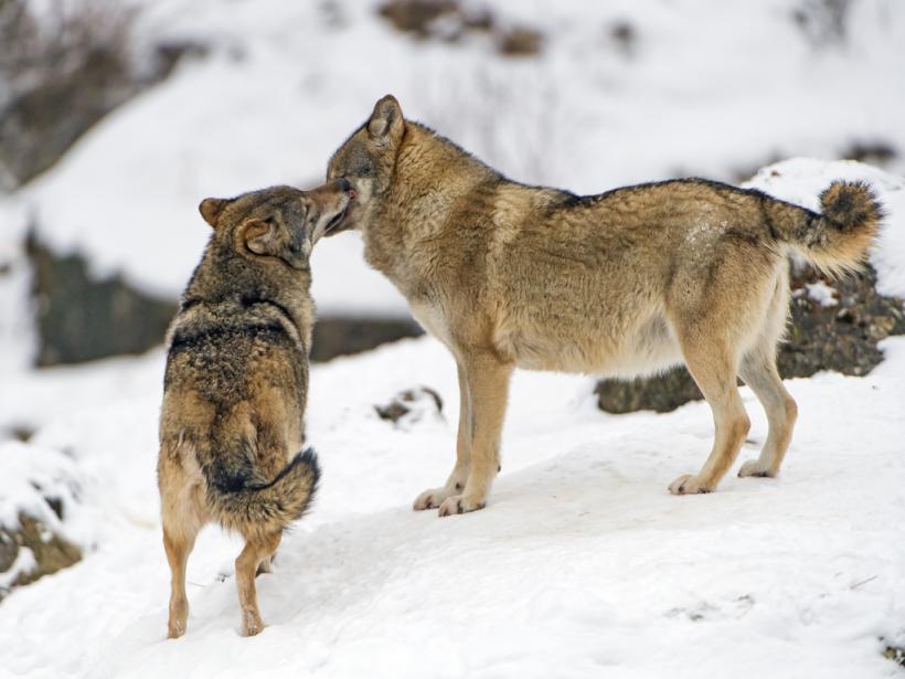 Franţa permite sacrificarea a maximum 40 de lupi în 2018