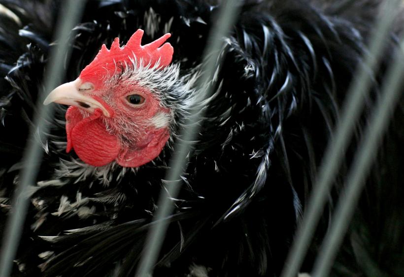 Gripă aviară în Olanda. 36.000 de păsări vor fi sacrificate