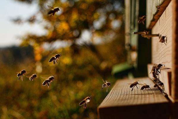 STUPUL CU ROBINET, invenția care i-a cucerit pe apicultorii din toată lumea SCHIMBĂ tehnologia EXTRACȚIEI MIERII
