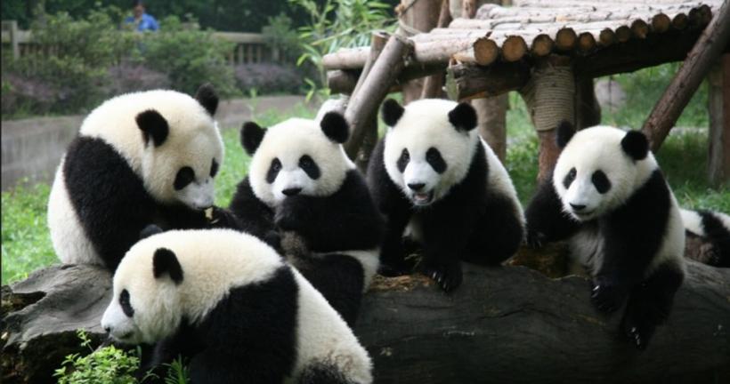 China va înfiinţa un parc uriaş dedicat urşilor panda 