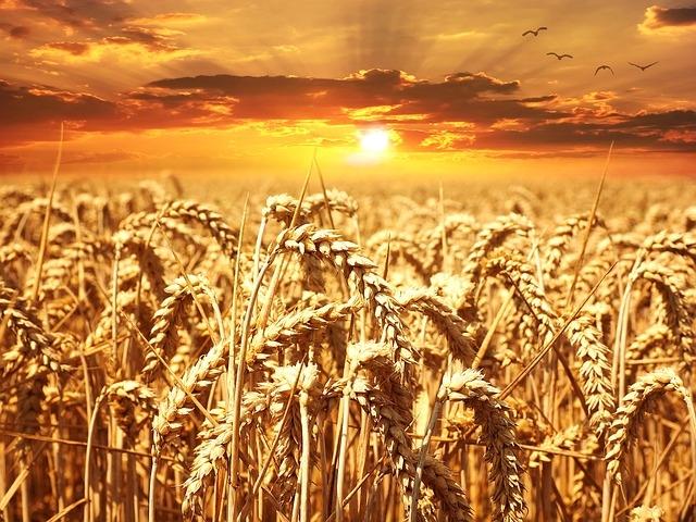 Rusia a cucerit o nouă piaţă pentru grâul său