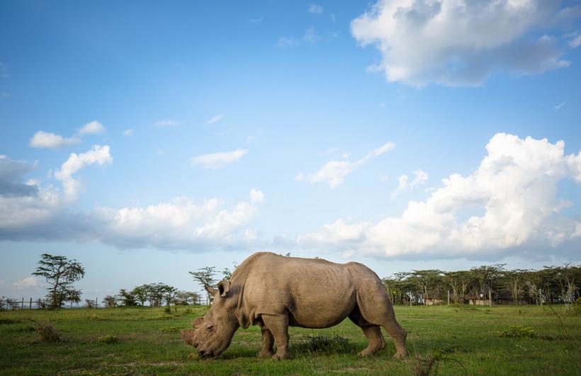 A murit ultimul mascul din specia rinocerilor albi nordici