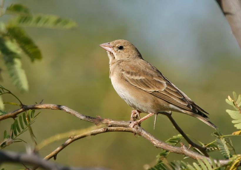 Scădere catastrofală a numărului păsărilor sălbatice din Franța