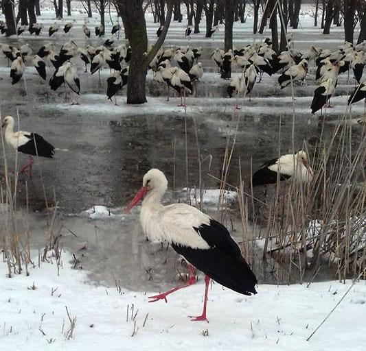 APEL al Salvamont Romania - Dispeceratul National Salvamont, pentru salvarea păsărilor și animalelor afectate de frig