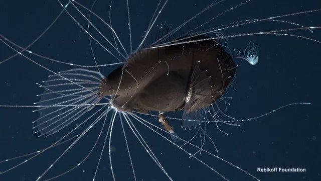 Prima înregistrare VIDEO a unui spectaculos peşte undiţar de abis
