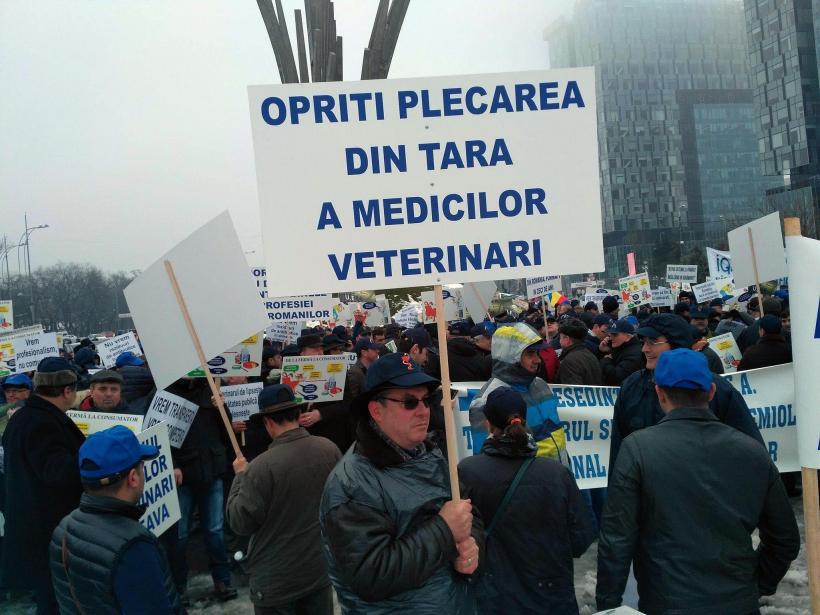 Sute de medici veterinari protestează în fața ANSVSA