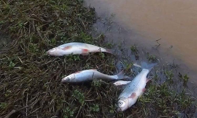 VIDEO - DEZASTRU ECOLOGIC pe râul Lăpuș. Poluare majoră cu ape de mină