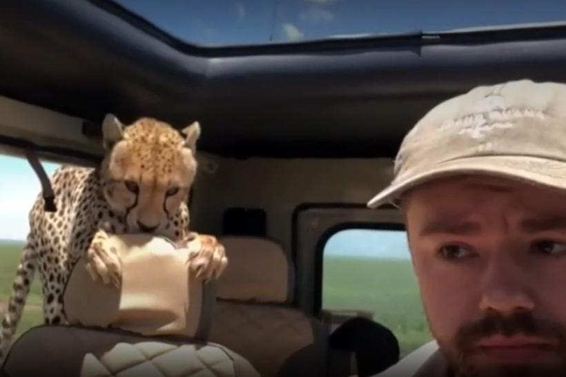 VIDEO - Un grup de turişti aflați în Serengeti s-a trezit cu un ghepard în maşină