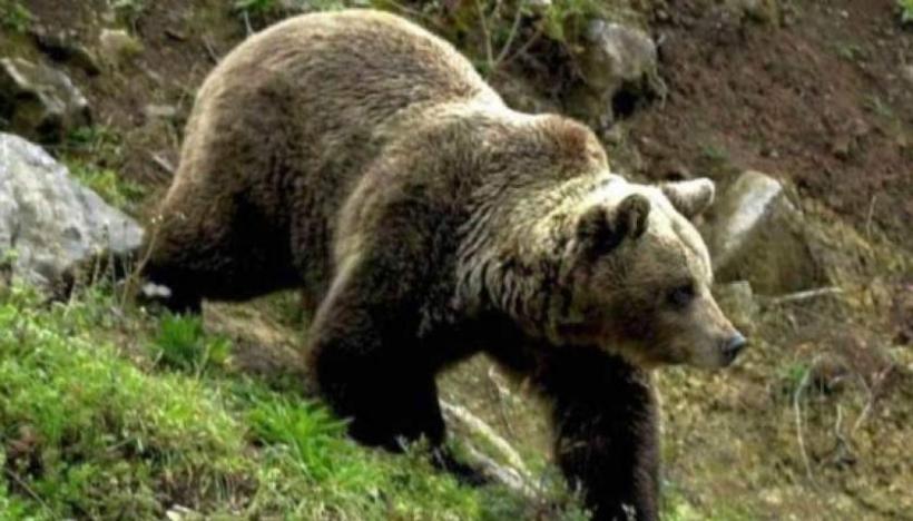 Alertă în Argeș! Un bărbat a fost sfâşiat de un urs, lângă locuință