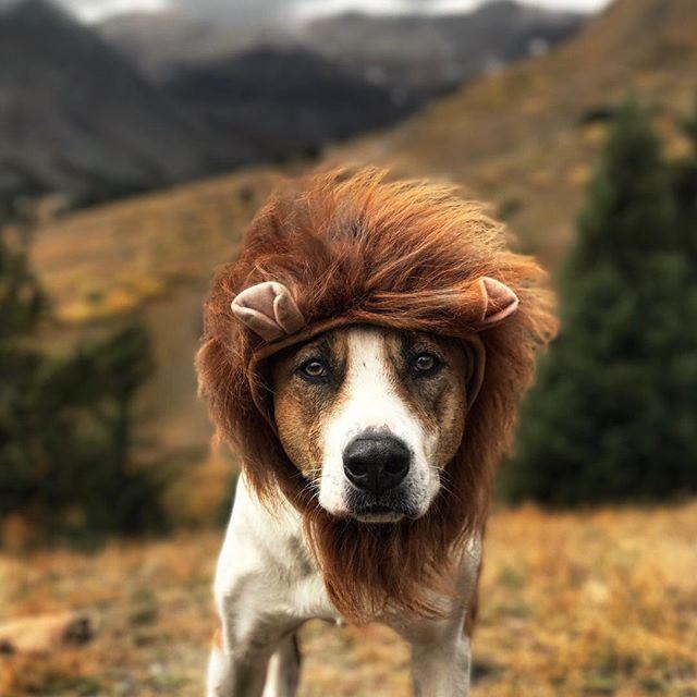 GALERIE FOTO - Cuplul neobișnuit de excursioniști care a cucerit internetul 18611832