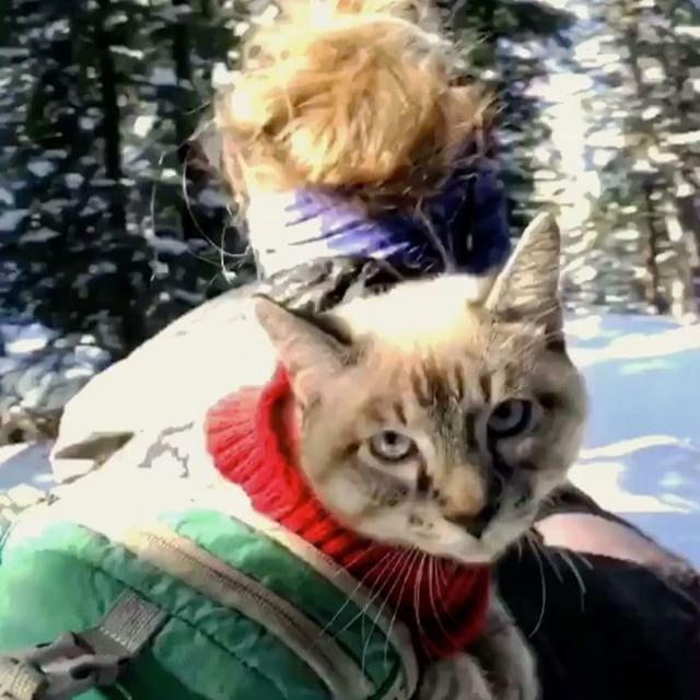 GALERIE FOTO - Cuplul neobișnuit de excursioniști care a cucerit internetul 18611838