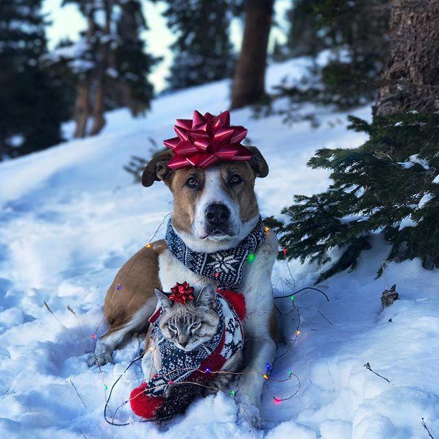 GALERIE FOTO - Cuplul neobișnuit de excursioniști care a cucerit internetul 18611840