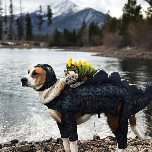 GALERIE FOTO - Cuplul neobișnuit de excursioniști care a cucerit internetul 18611841