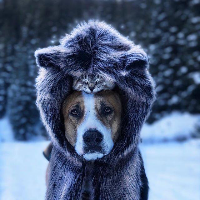 GALERIE FOTO - Cuplul neobișnuit de excursioniști care a cucerit internetul 18611844