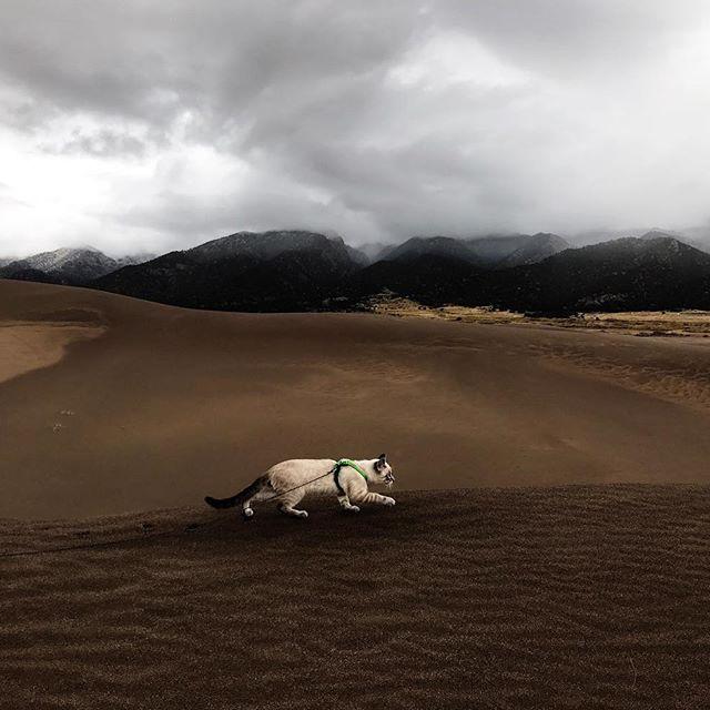 GALERIE FOTO - Cuplul neobișnuit de excursioniști care a cucerit internetul 18611845