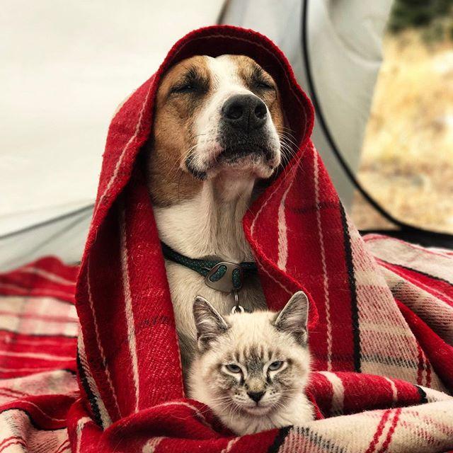 GALERIE FOTO - Cuplul neobișnuit de excursioniști care a cucerit internetul 18611848