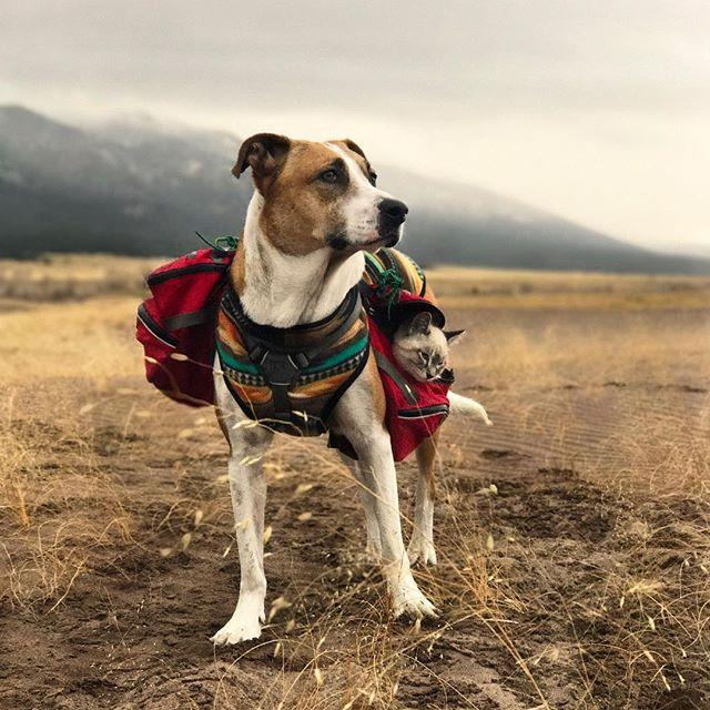 GALERIE FOTO - Cuplul neobișnuit de excursioniști care a cucerit internetul 18611851