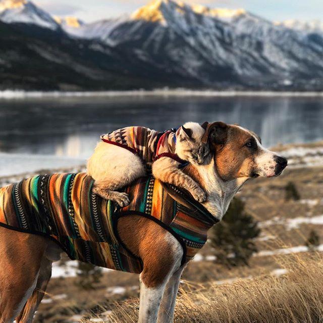 GALERIE FOTO - Cuplul neobișnuit de excursioniști care a cucerit internetul 18611852