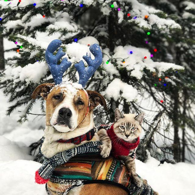 GALERIE FOTO - Cuplul neobișnuit de excursioniști care a cucerit internetul 18611853