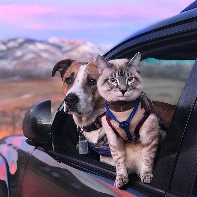 GALERIE FOTO - Cuplul neobișnuit de excursioniști care a cucerit internetul 18611855