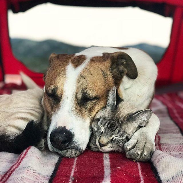 GALERIE FOTO - Cuplul neobișnuit de excursioniști care a cucerit internetul 18611856