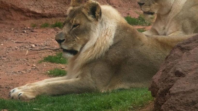  O leoaică din SUA devenită celebră după ce i-a crescut coamă a decedat