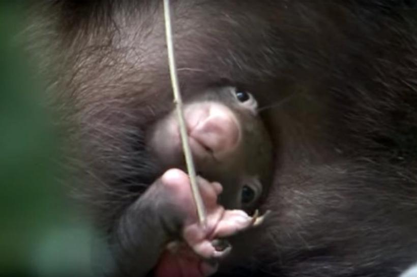 VIDEO - Un pui de wombat face senzație în momentul în care iese din marsupiu